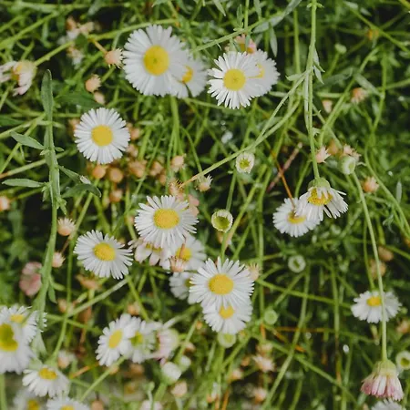 公寓 Seidia By Casalea 莫雷拉