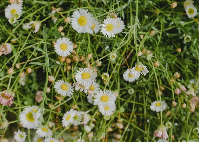 דירה Seidia By Casalea מורייה